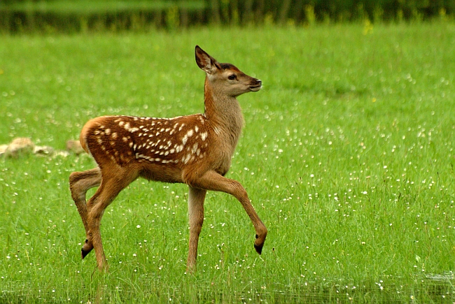 PASSIONE PER IL CERVO